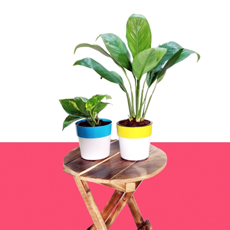 Air Purifier Plant Combo Pack - Green Money Plant & Peace Lily In Dual Color Pot